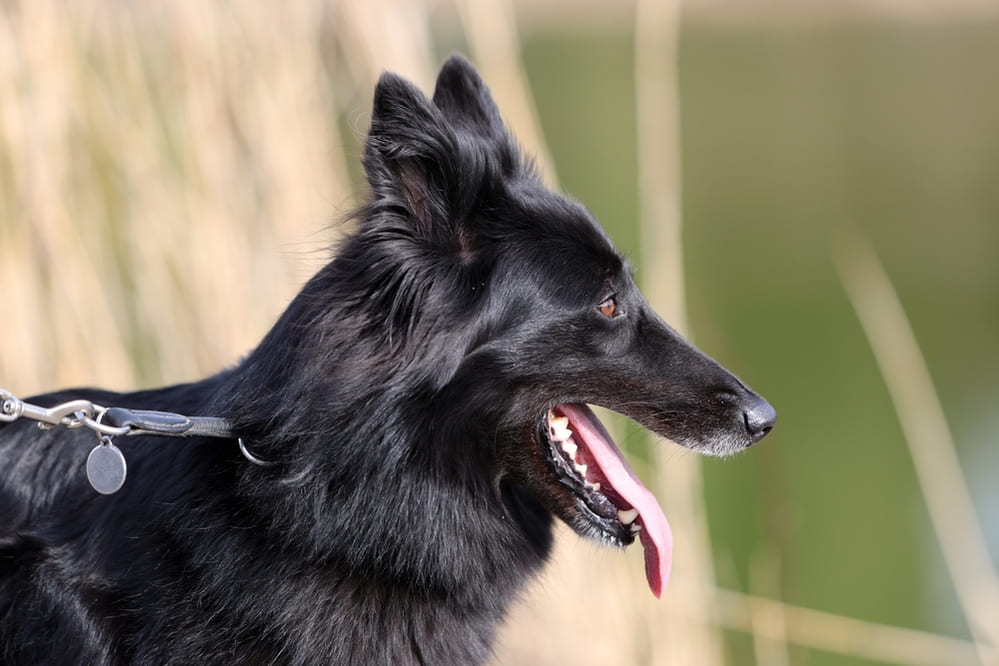 Грюнендаль отличается активностью