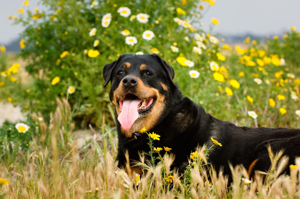 У ротвейлера может возникнуть такая болезнь, как заворот желудка