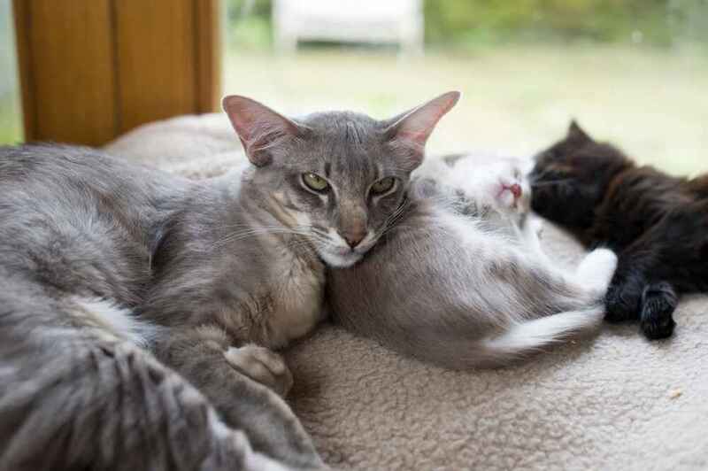 Вес ориентальной кошки зависит от нескольких факторов