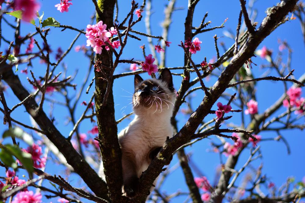 Японские имена для кошек-девочек