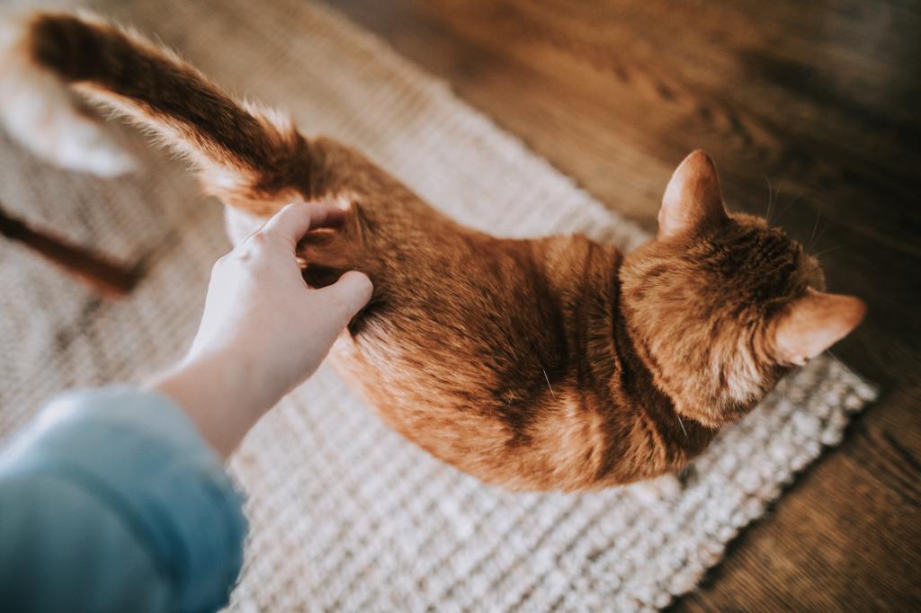 Лечение параанальных желез у кошки своими силами