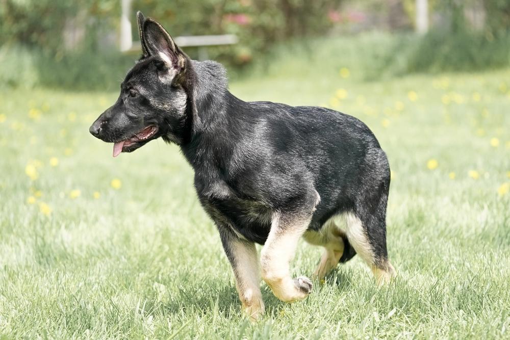 Как отличить щенка немецкой овчарки по шерсти?