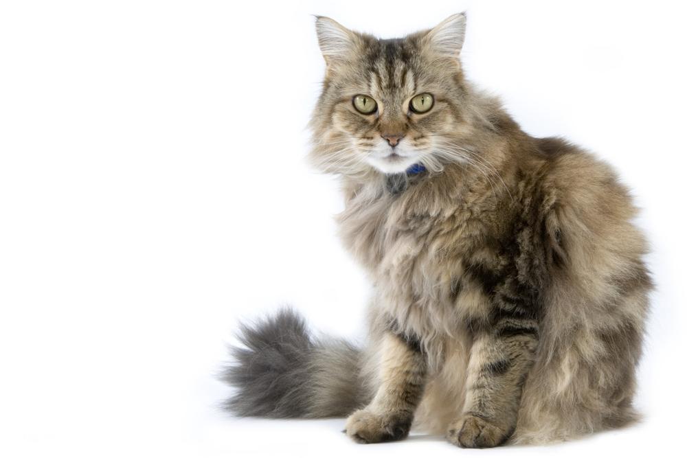 ТОП самых пушистых котов: рагамаффин