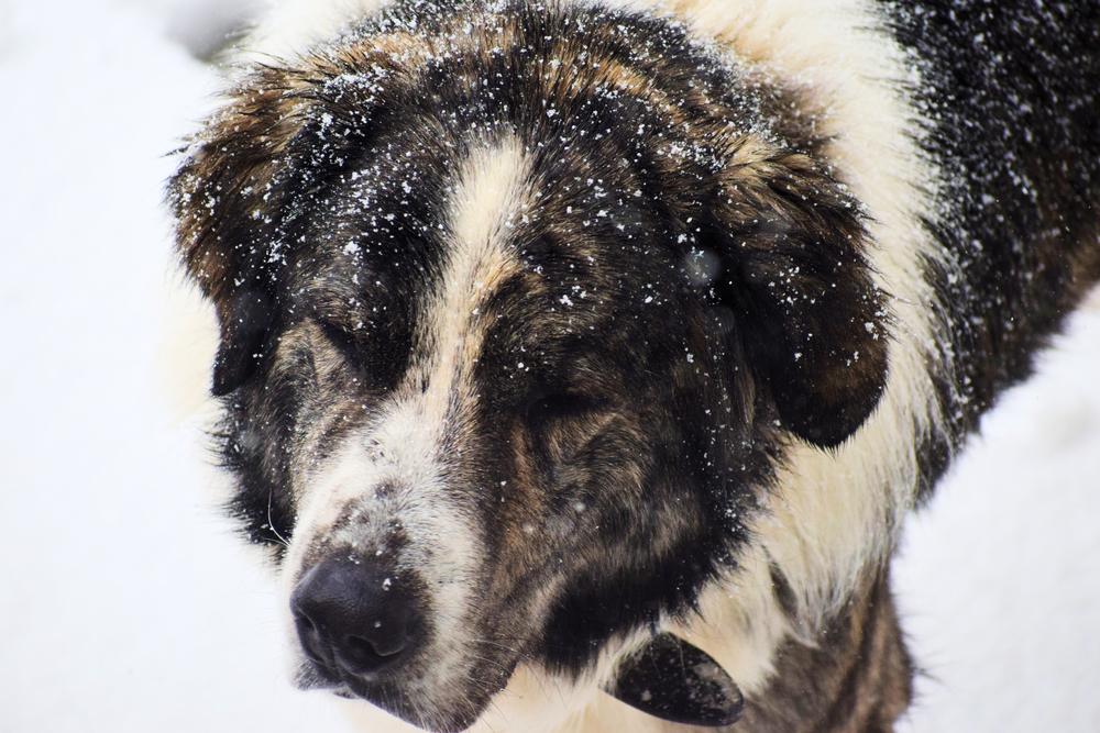 Уход за греческой овчаркой