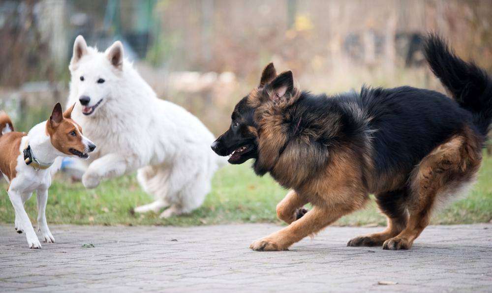 Белая немецкая овчарка - спортивная собака