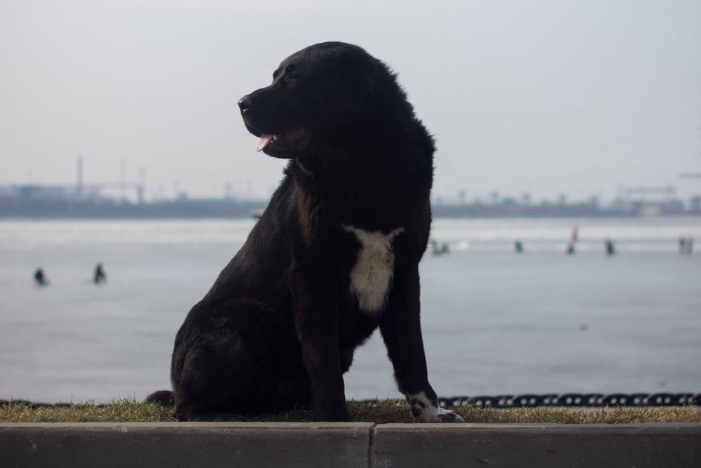 Какой размер у черного алабая?