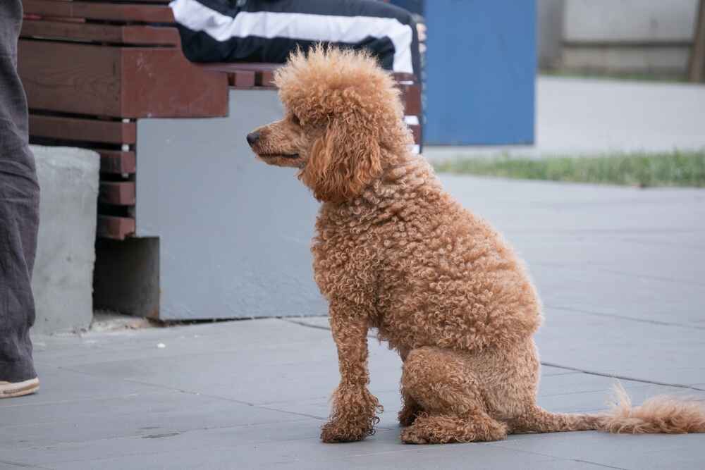 Это собака породы пудель