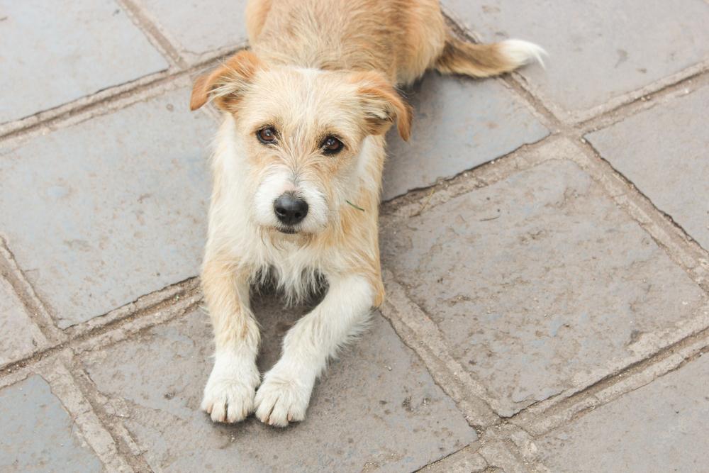 Возможные болезни кромфорлендера