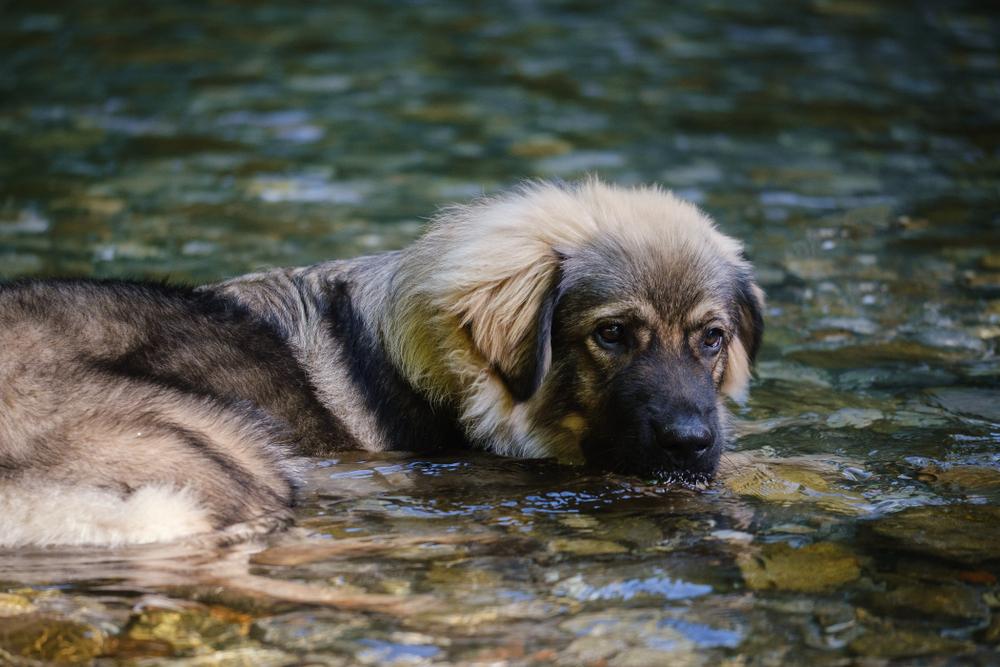 Здоровье и болезни крашской овчарки