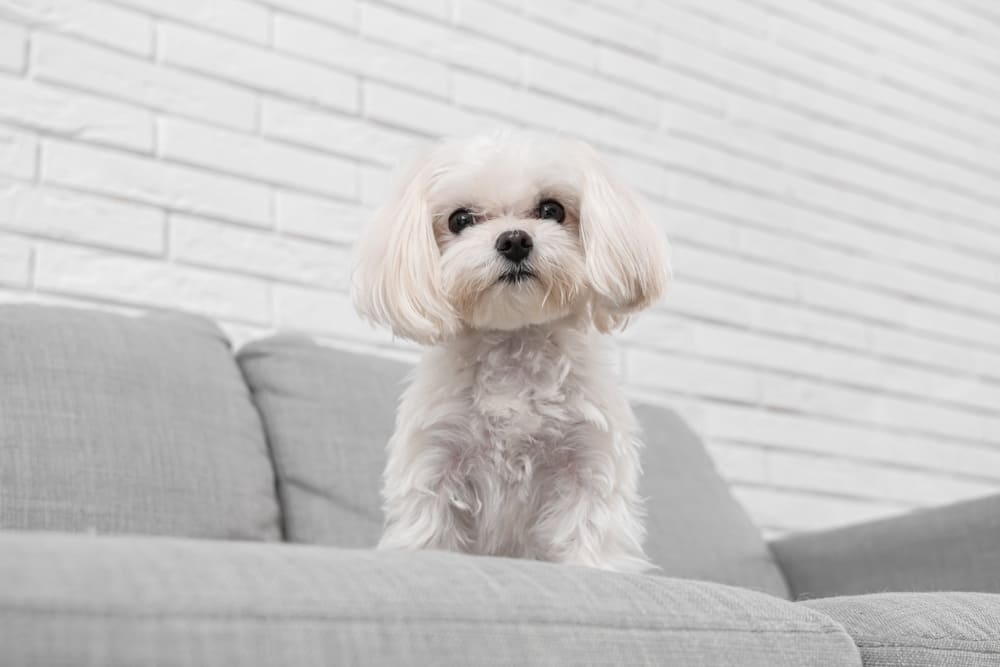 Сколько весит мальтийская болонка?