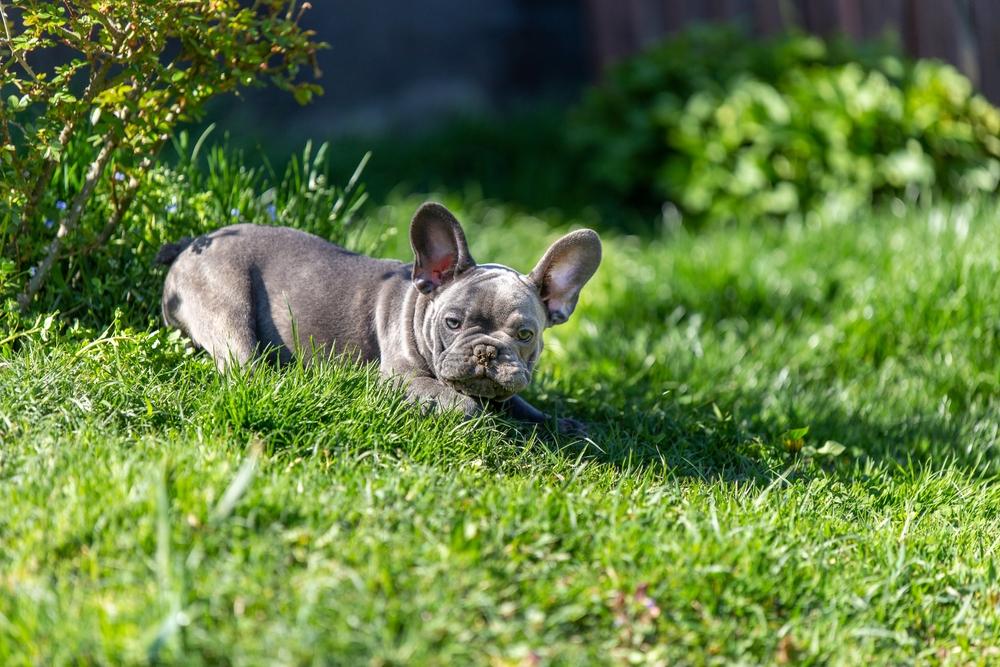 Как выбирать собаку породы голубой бульдог?
