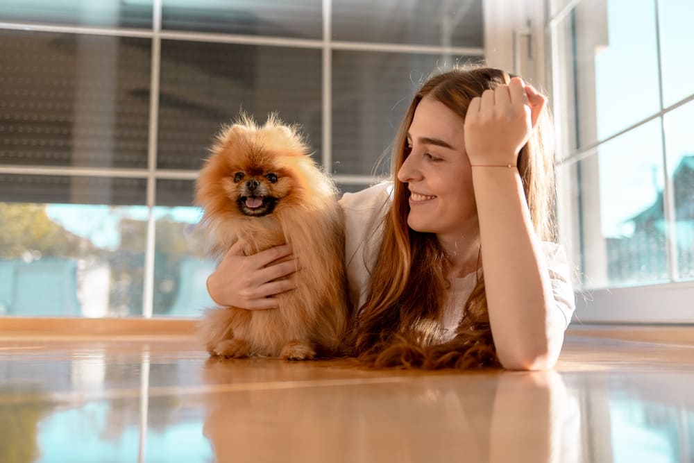 Первая течка у шпица может длиться дольше остальных