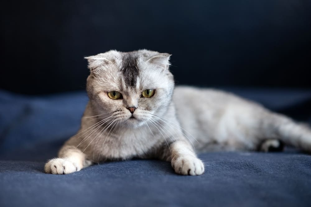 У шотландских кошек бывает болезнь почек