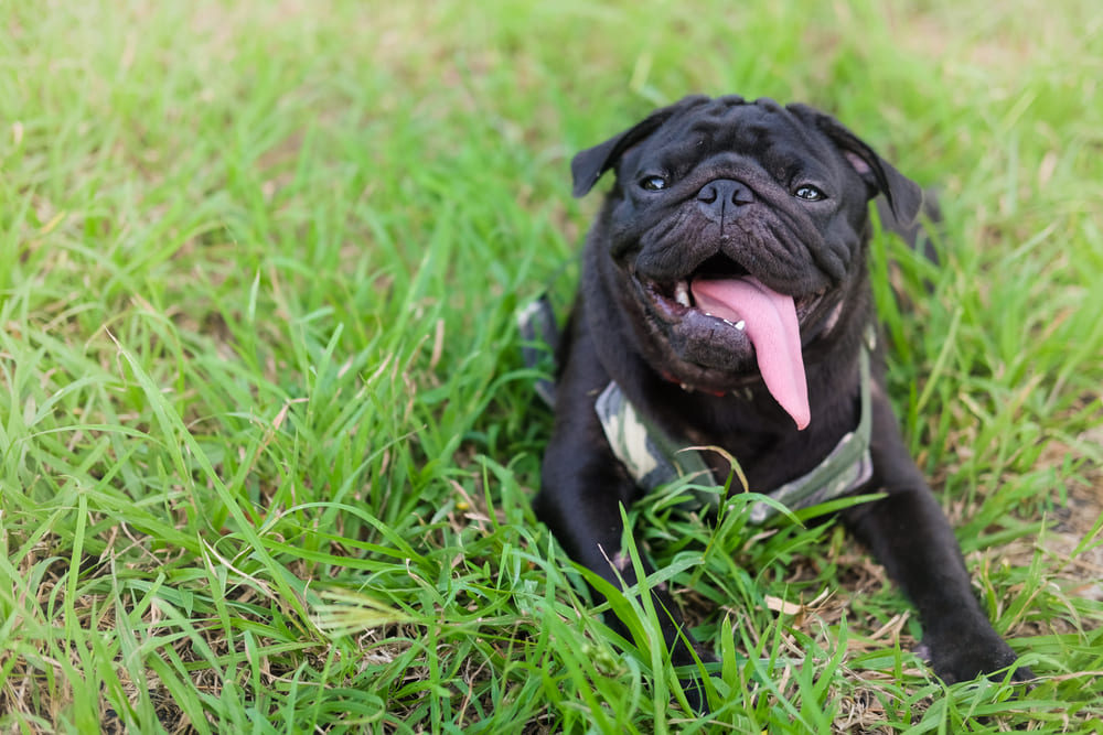 У мопсов есть болезни, связанные с лишним весом
