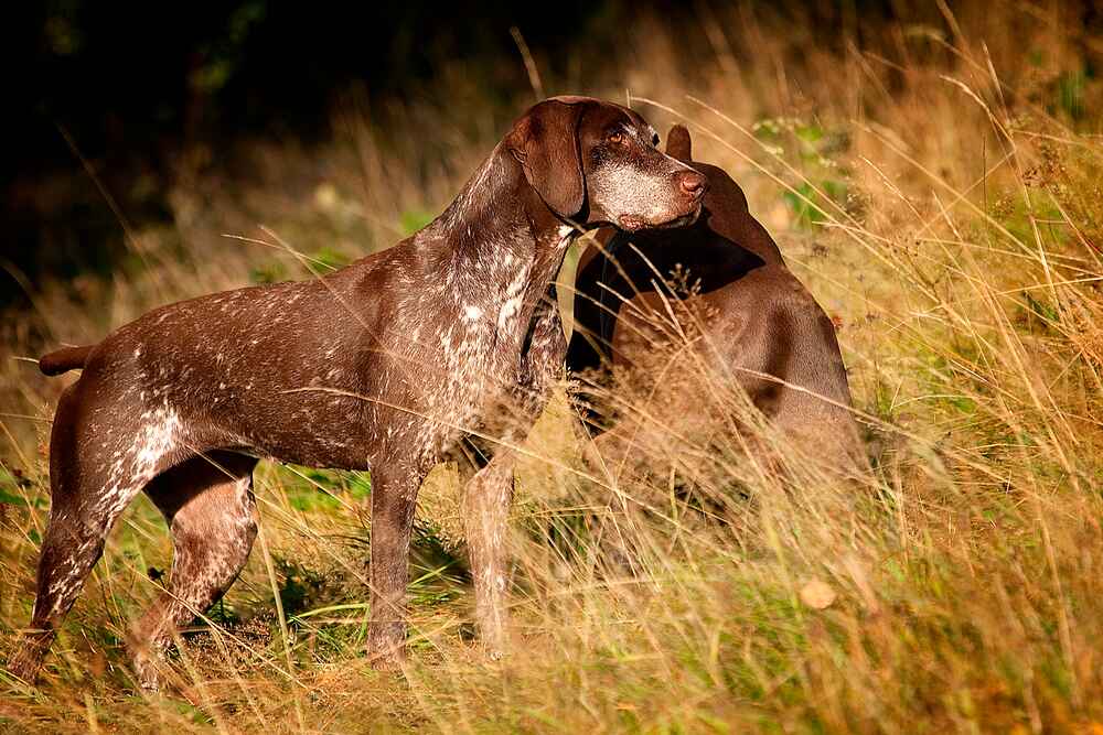 Курцхаары отличаются неплохим здоровьем