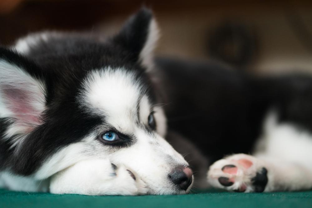 повадки помски