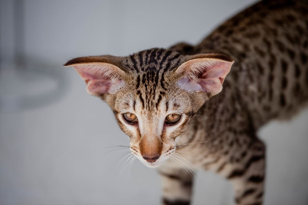 Рацион способен влиять на то, сколько живут ориентальные кошки