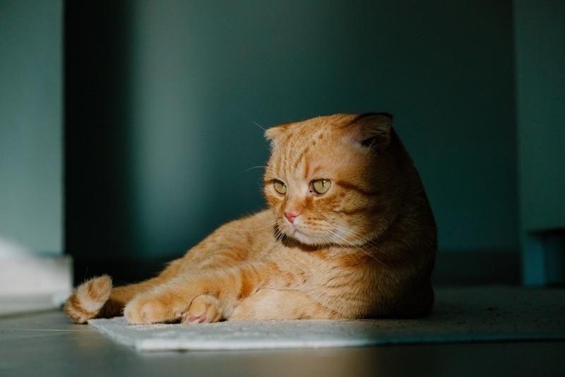 Как хозяину назвать вислоухого кота-шотландца?