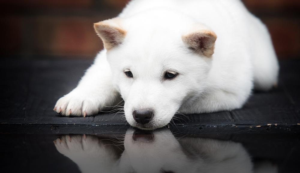 Возможные заболевания хоккайдо