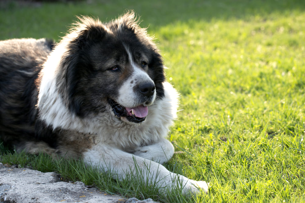 Перегрев влияет на то, сколько живет кавказская овчарка