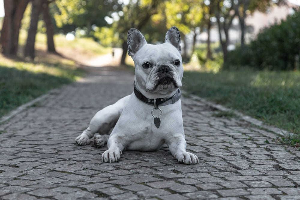 Французский бульдог на выгуле