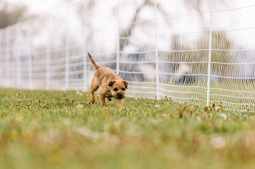 Породы, похожие на таксу характером: бордер-терьер Породы, похожие на таксу характером: бордер-терьер