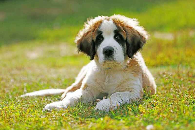 Вес московской сторожевой стабилизируется в 1,5 года