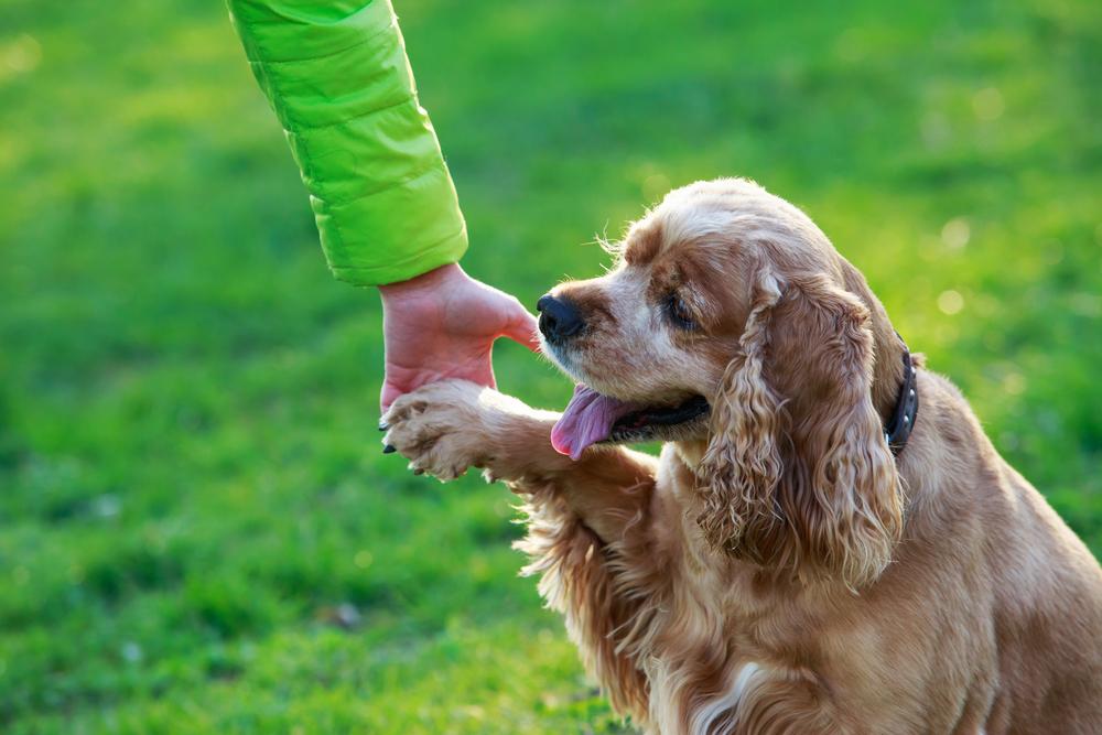 Допустимые окрасы американского кокер-спаниеля: чалый Допустимые окрасы американского кокер-спаниеля: чалый
