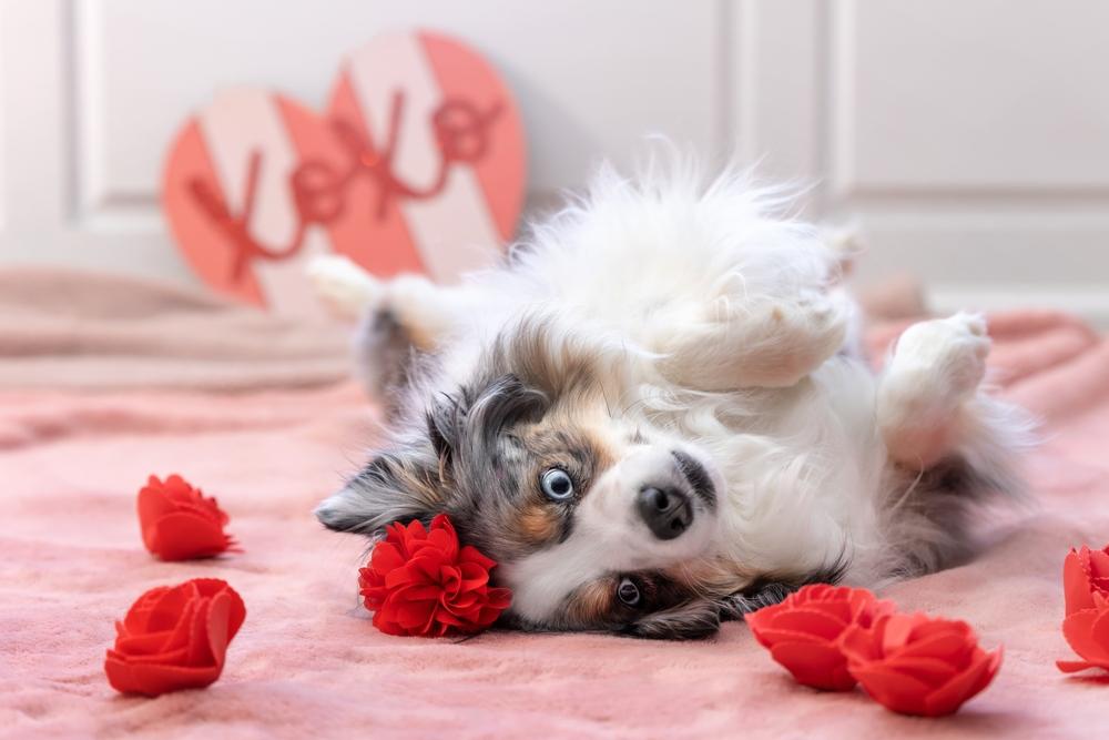 Содержание миниатюрной американской овчарки 