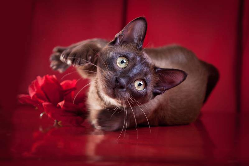 кошки, похожие на сиамскую: тонкинез.jpg кошки, похожие на сиамскую: тонкинез.jpg