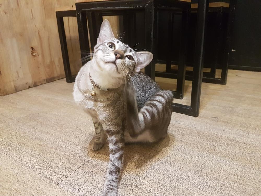 лечение милиарного дерматита у кошек