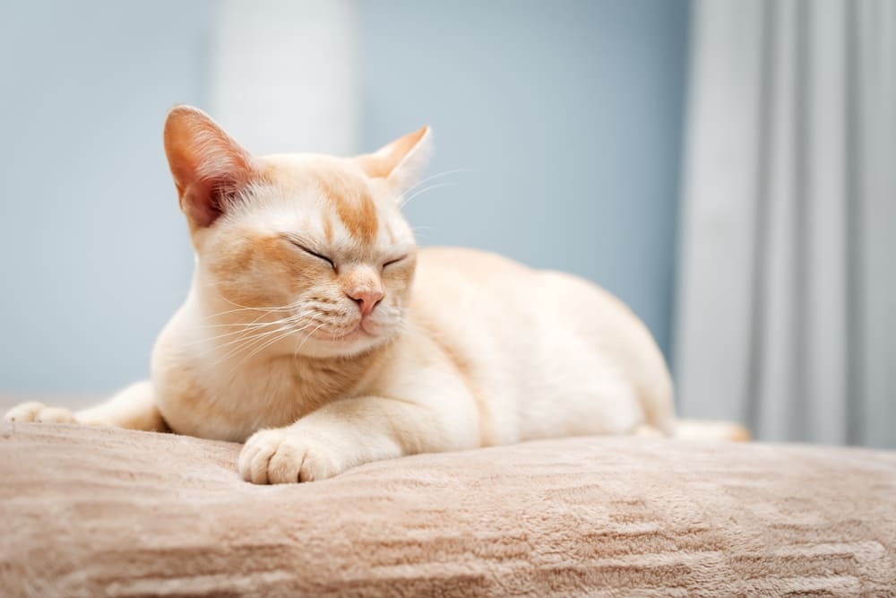 У бурманской кошки диагностируются болезни, связанные со строением черепа