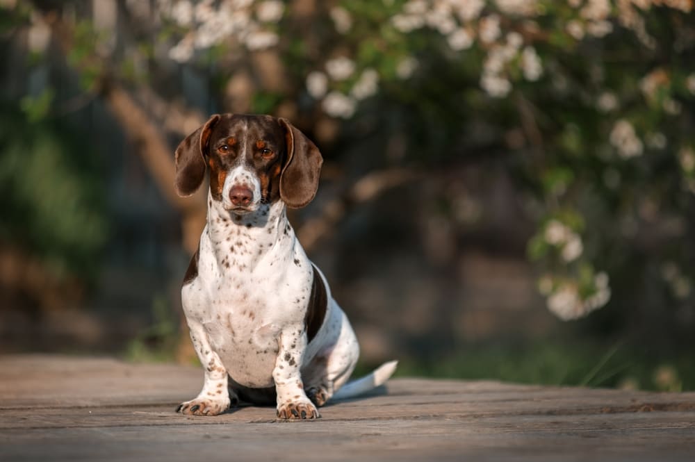 Вязать таксу нужно в период течки