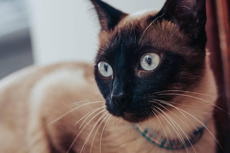 Самые общительные породы кошек: сиамская Самые общительные породы кошек: сиамская