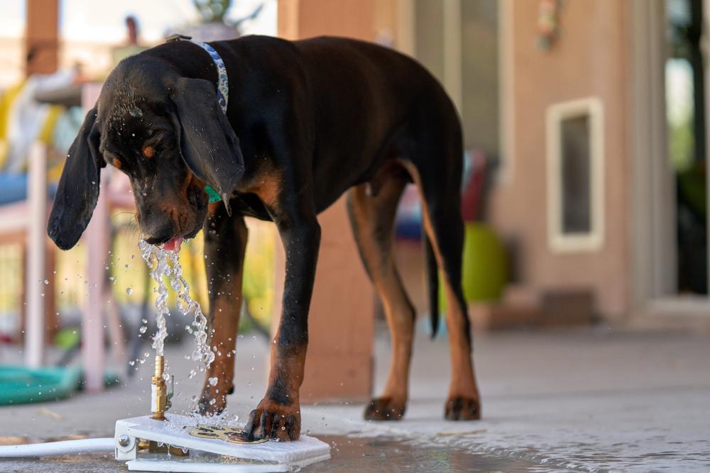 Особенности кормления черно-подпалого кунхаунда
