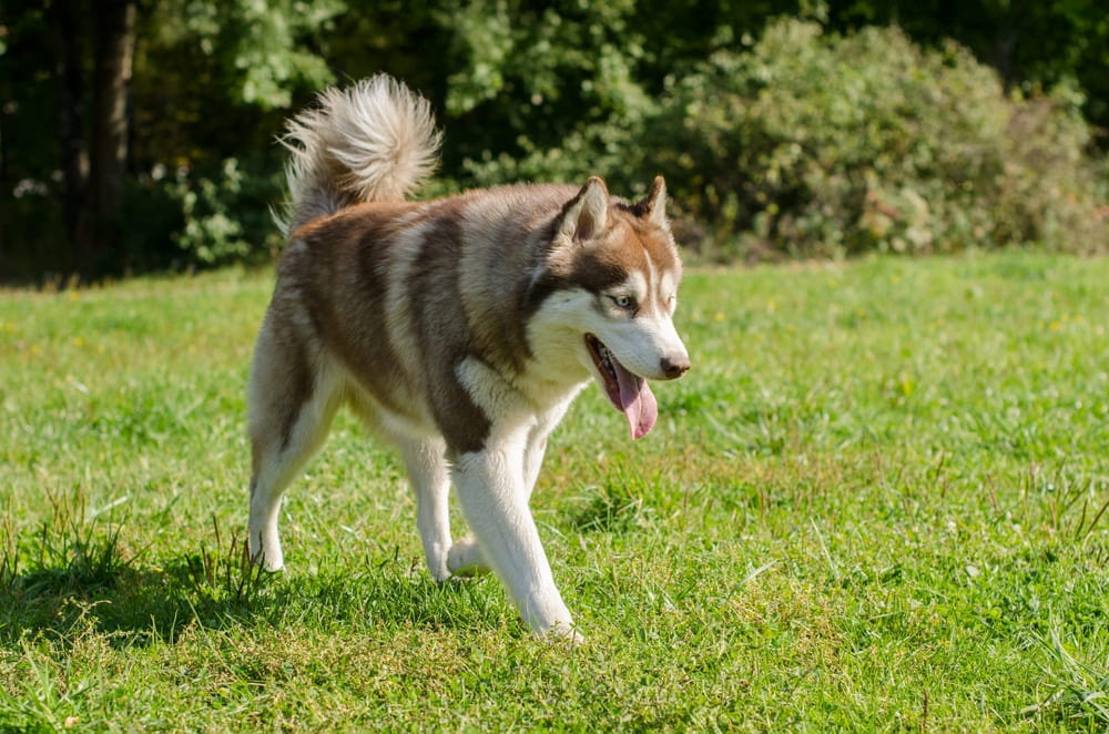 Течка у хаски свидетельствует о половой зрелости собаки