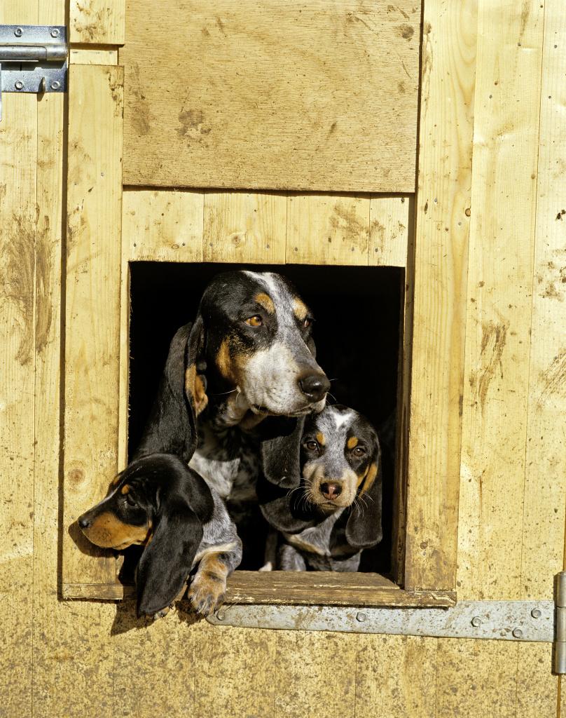 Советы по выбору щенка голубого гасконского бассета