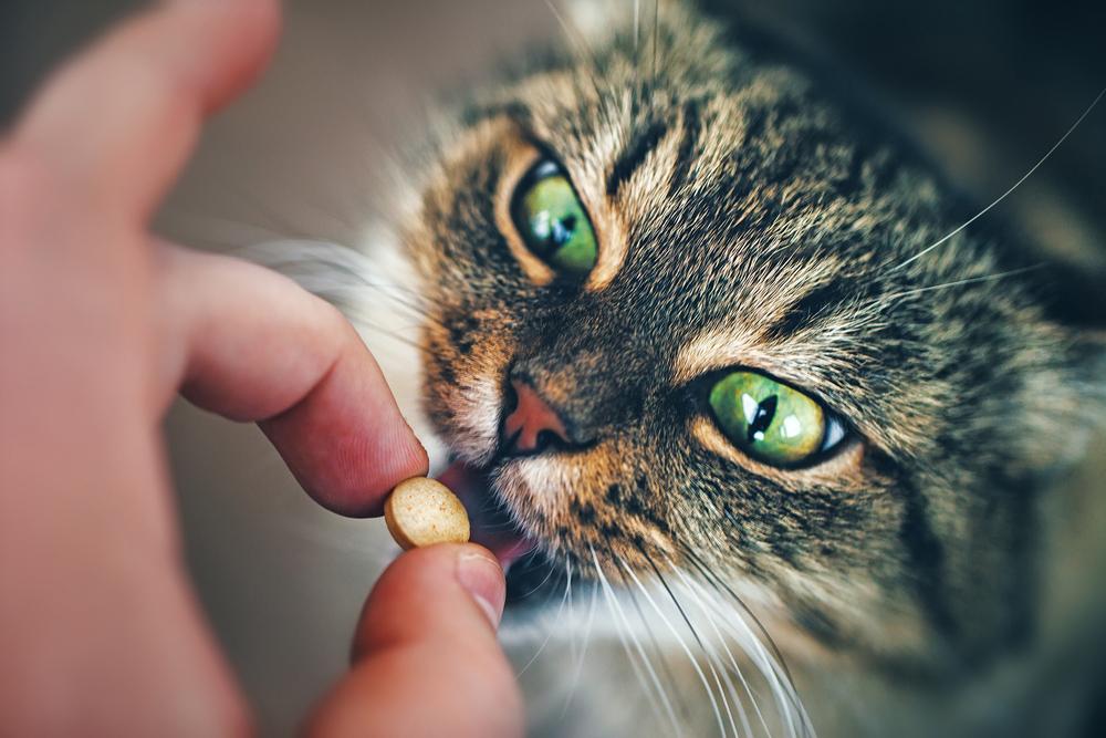 Как дать кошке таблетку поэтапно