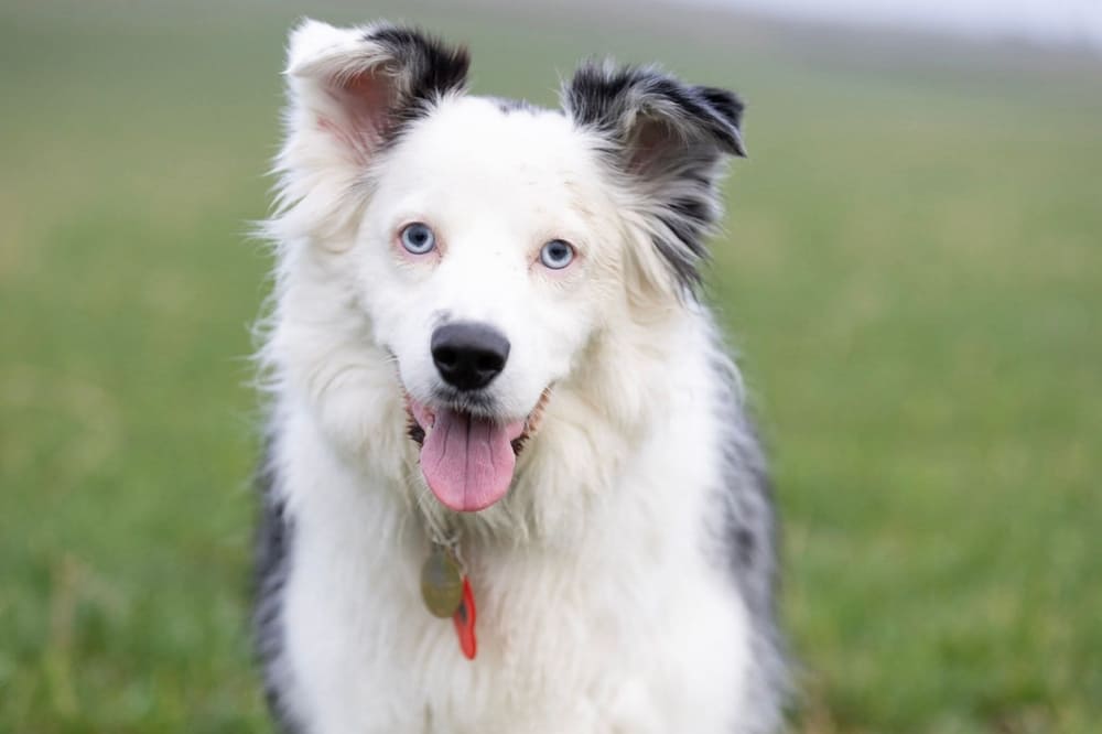 Вес бордер-колли зависит от питания