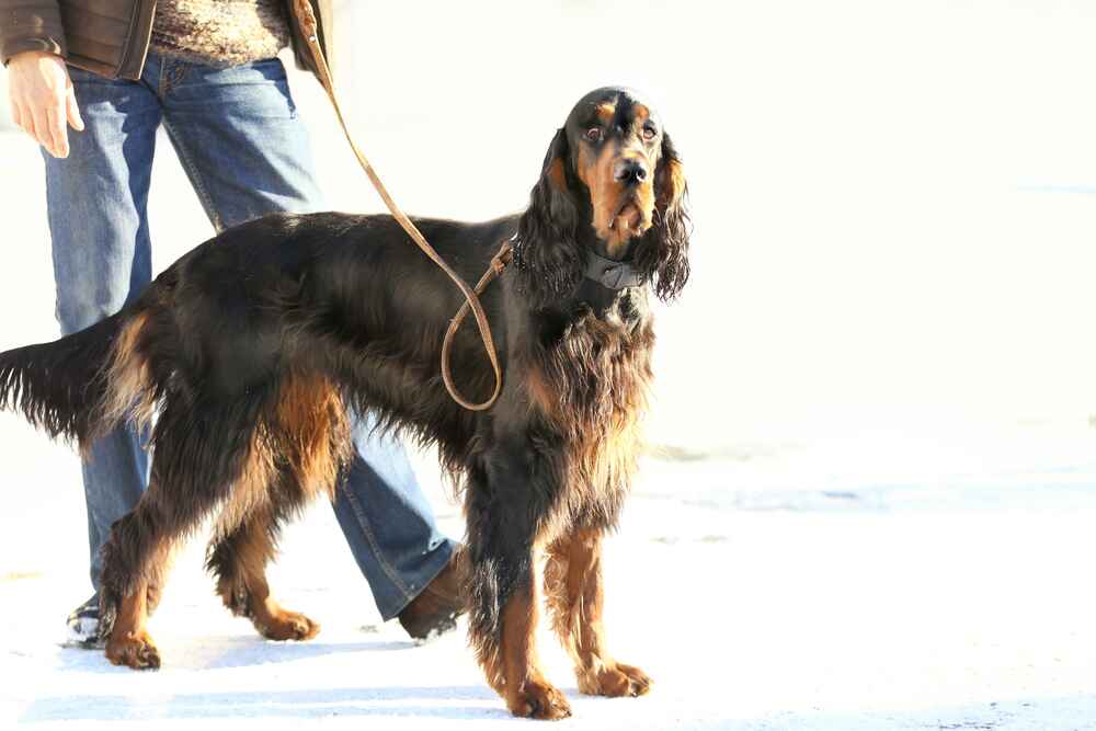 Шотландский сеттер отличается дружелюбностью