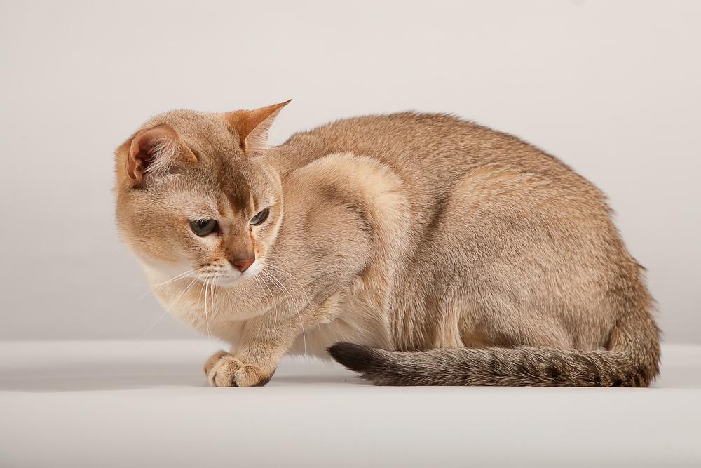 Английские породы кошек: бурмилла