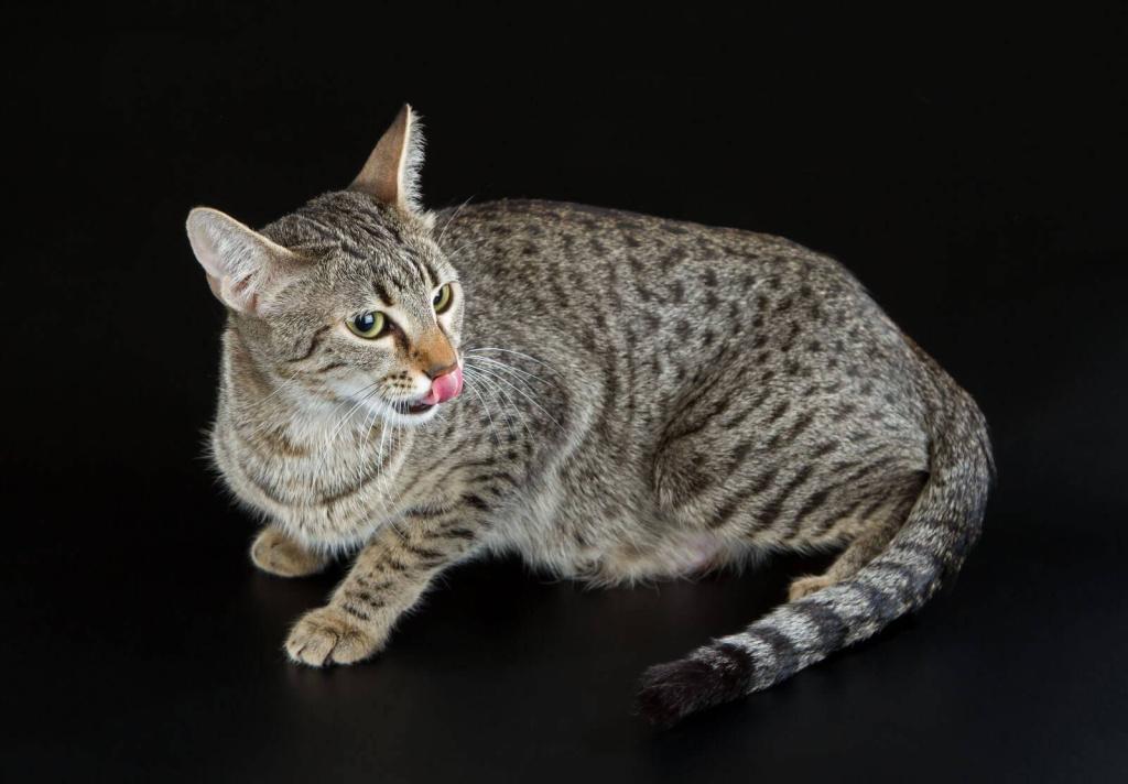 Гладкошерстные породы кошек: египетская мау Гладкошерстные породы кошек: египетская мау
