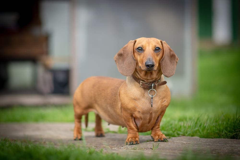 Течка у таксы свидетельствует о половом созревании собаки