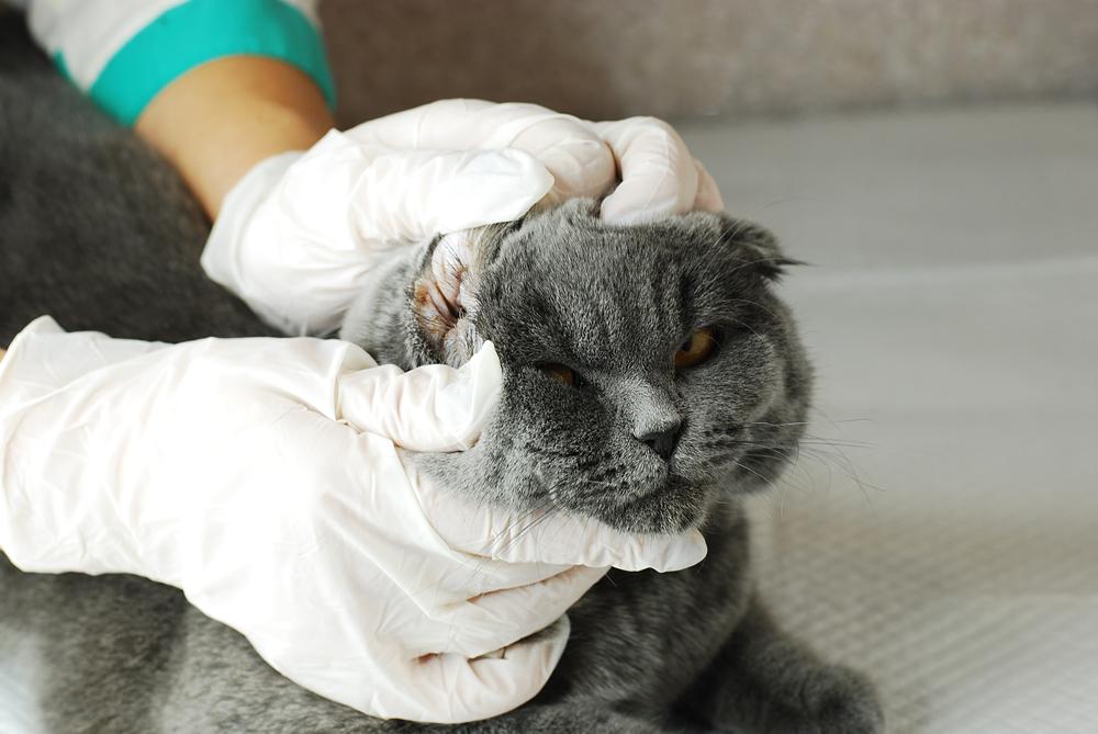 уход за кошкой при отите