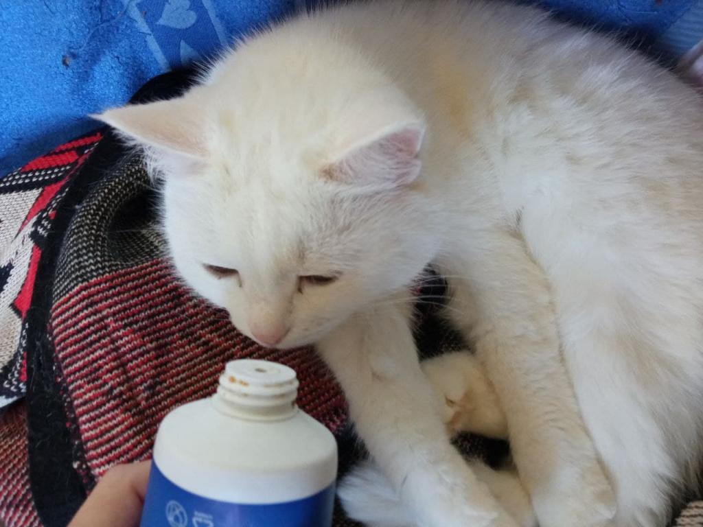 Применение и хранение пасты для вывода шерсти у кошек