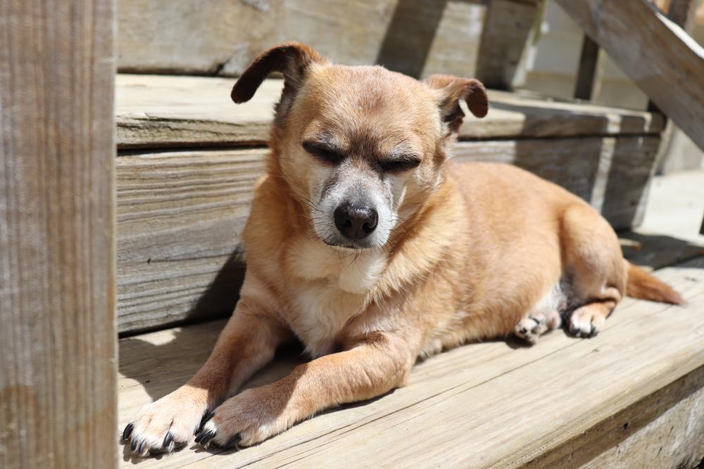 Возможные заболевания чивини