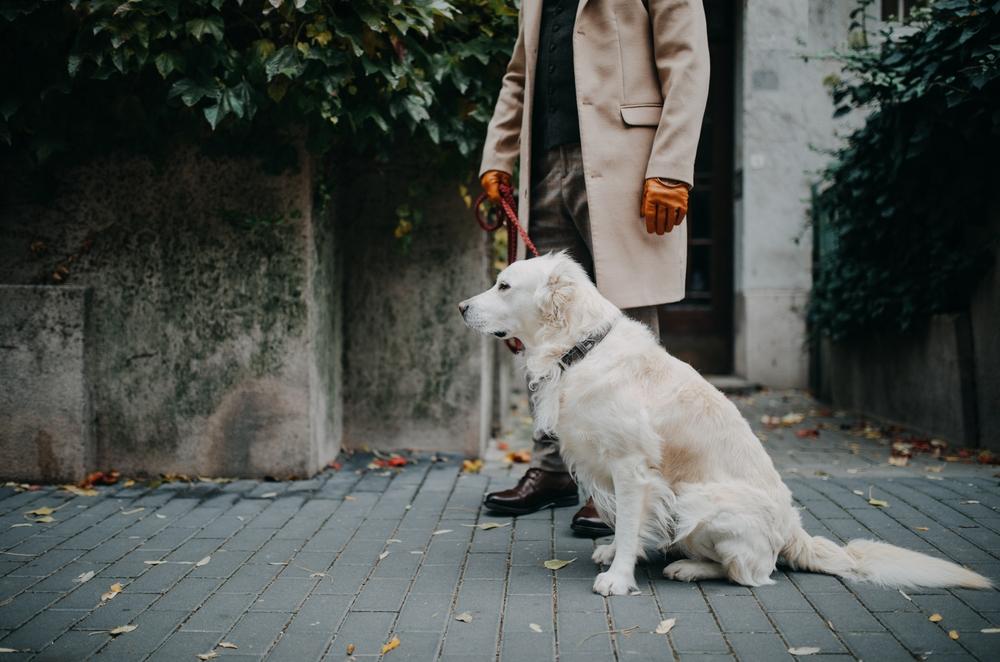 Влияние канистерапии на собак Влияние канистерапии на собак