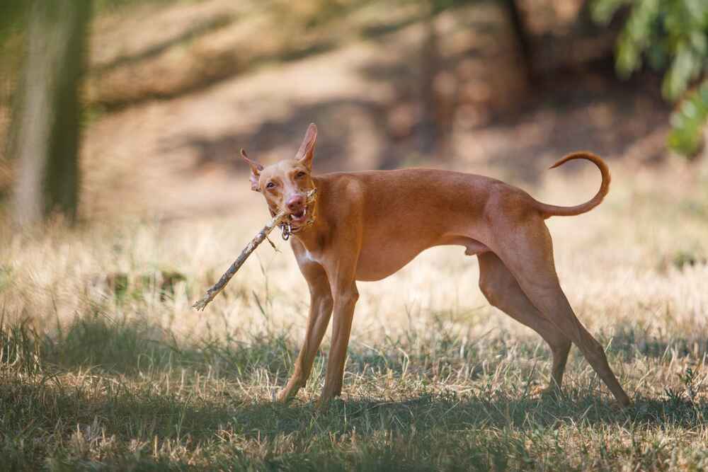 Чирнеко дель Этна грызет палку