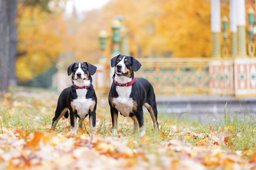 Ключевые факты ою энтлебухер зенненхунде