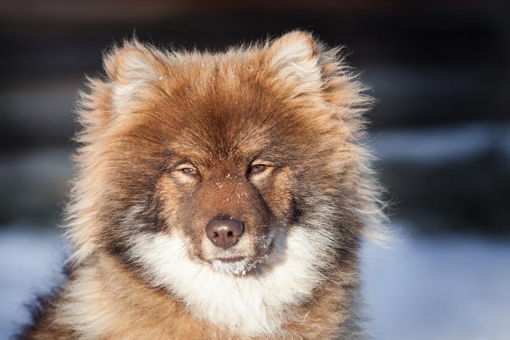 Содержание ненецкой лайки